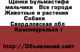 Щенки Бульмастифа мальчики - Все города Животные и растения » Собаки   . Свердловская обл.,Красноуральск г.